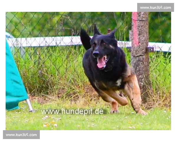 东德牧羊犬比赛精彩瞬间展示驯服技巧与极速奔跑魅力